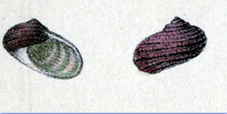 <i>Stomatolina sanguinea</i> Species of gastropod