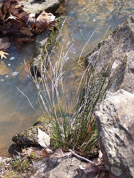 File:Stream Side Potts Branch Trail Umstead SP 5546 (3347273184).jpg