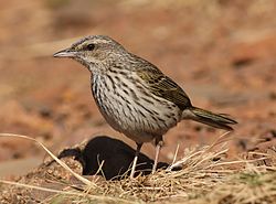 Striped pipit, Anthus lineiventris, at Walter Sisulu National Botanical Garden, Gauteng, South Africa (28853785504).jpg