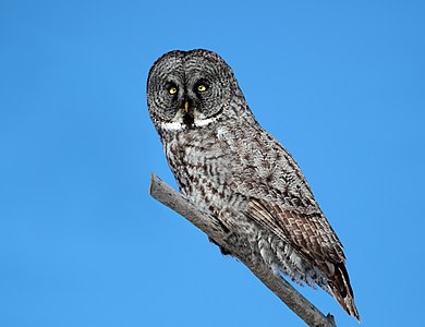 Great Grey Owl