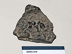 Description de l'image Stylinidae - Stylina savii.JPG.