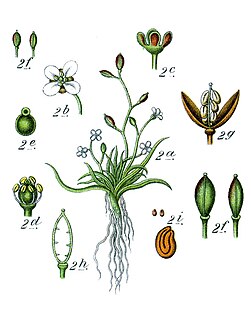 <i>Subularia aquatica</i> Species of aquatic plant