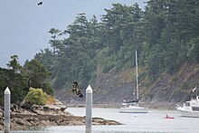 Young bald eagle soars over Sucia Island