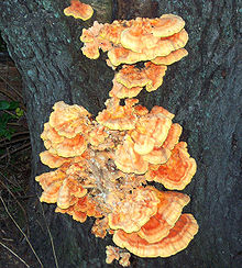 Sulphur shelf fungus.jpg