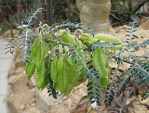 Cancer Bush: Species of plant