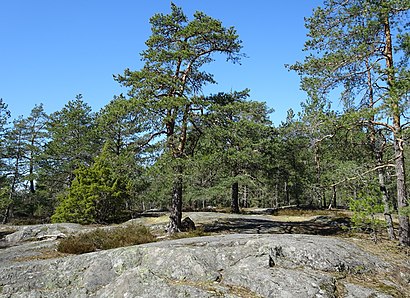 Vägbeskrivningar till Svedmyraskogen med kollektivtrafik