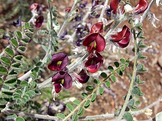 <i>Swainsona burkittii</i> Species of plant endemic to Australia