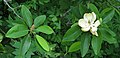 Sweetbay Magnolia Magnolia virginiana Comparison 4400px.jpg