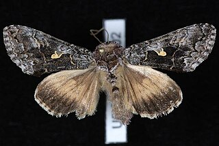 <i>Syngrapha celsa</i> Species of moth