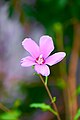 Syrian ketmia (Hibiscus syriacus).