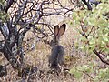 Table Rock Jackrabbit.jpg