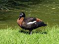 Tadorna tadornoides Australian Shelduck