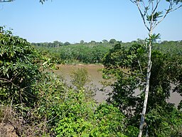 Tambopatafloden i Amazonas regnskog i Peru.