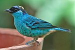 Thumbnail for Golden-naped tanager