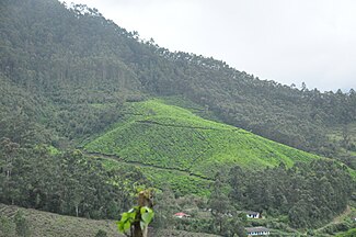 Munnar, India