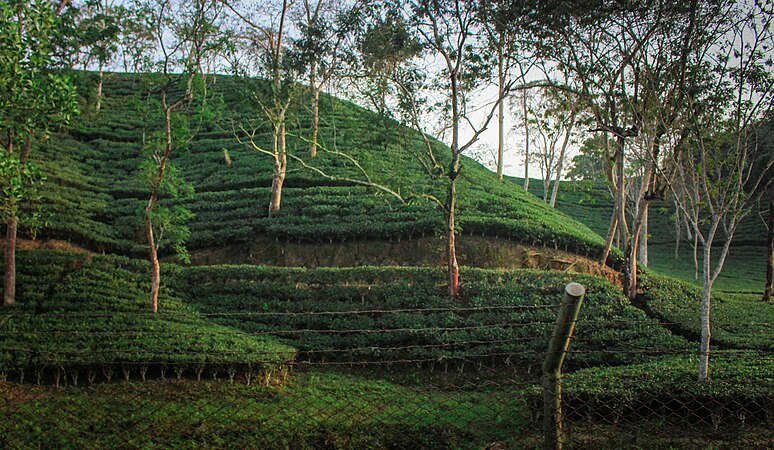 Tea garden in Sylhet.