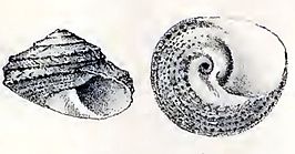 Tegula mariana