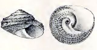 <i>Tegula mariana</i> Species of gastropod