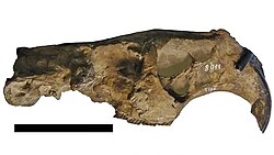 Telicomys giganteus (MACN 8011, Dinomyidae).jpg