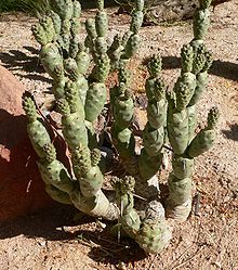 Tephrocactus articulatus 3.jpg 