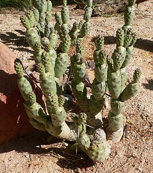 Tephrocactus articulatus