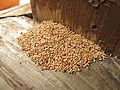 Termite Fecal Pellets.jpg
