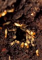 Termites rush to damaged portion of mound.jpg