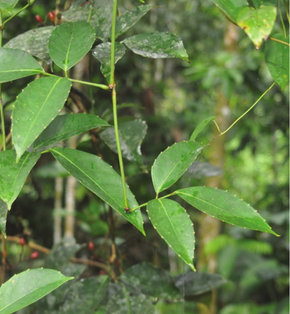 A Tetrastigma_diepenhorstii.png kép leírása.