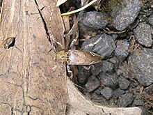 Tetrorea cilipes (Hissing Longhorn) در موزه اوکلند برگزار شد. jpg