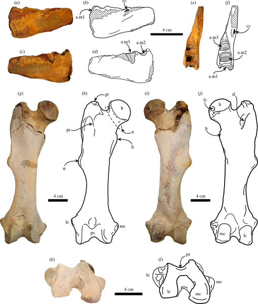 File:Thalassocnus natans from Cerro Ballena.png