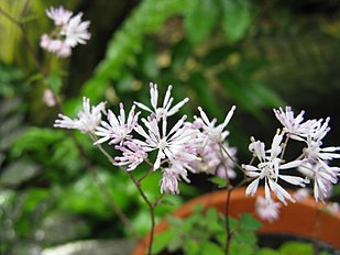 <center>Thalictrum kiusianum</center>