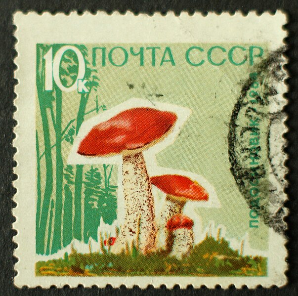 File:The Soviet Union 1964 CPA 3126A stamp (Mushrooms. Red-capped scaber stalk (Leccinum aurantiacum)) large resolution cancelled.jpg