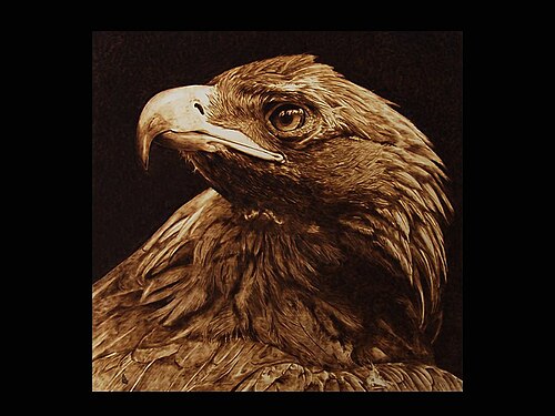 The Tawny Eagle. Davide Della Noce pyrography.