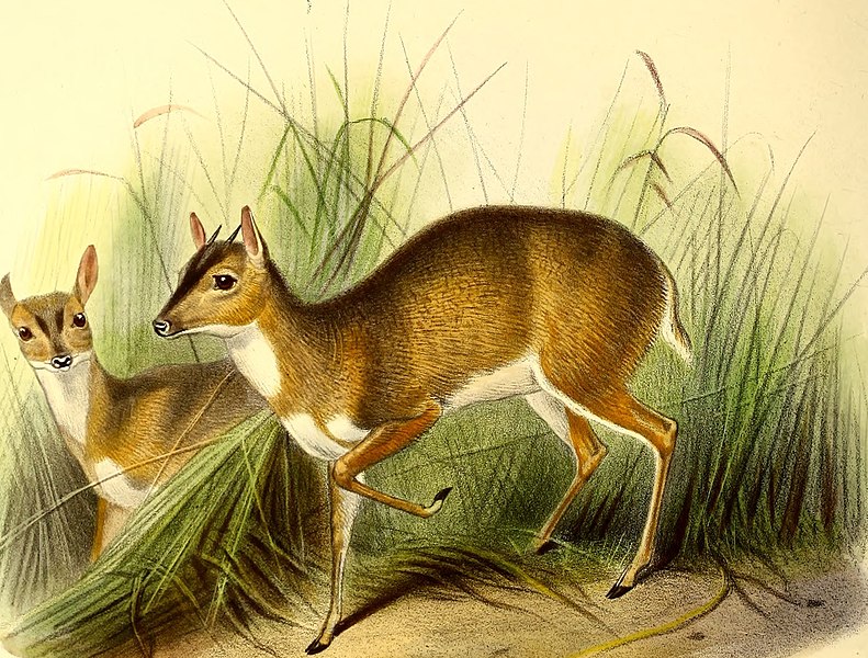 File:The book of antelopes (1894) (14792763543).jpg