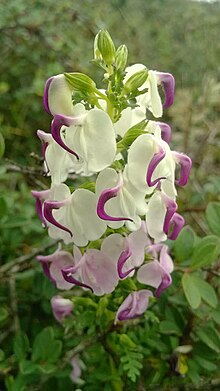 The flower of Pedicularis oxycarpa 01.jpg