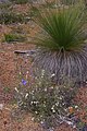 Thelymitra crinita