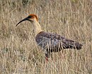 aves De Argentina