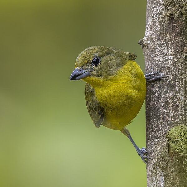 File:Thick-billed euphonia (Euphonia laniirostris melanura) female Cundinamarca 2.jpg