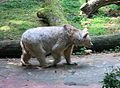 Syrischer Braunbär im Tiergarten Nürnberg