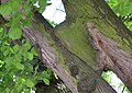 Čeština: Památný strom - lípa malolistá (Tilia cordata) v Lochovicích u kostela, okres Beroun English: Famous tree - Tilia cordata next to church in Lochovice, Beroun District - Czech Republic