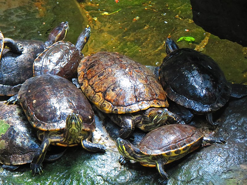 File:Tortugas del acuario de Veracruz 02.jpg