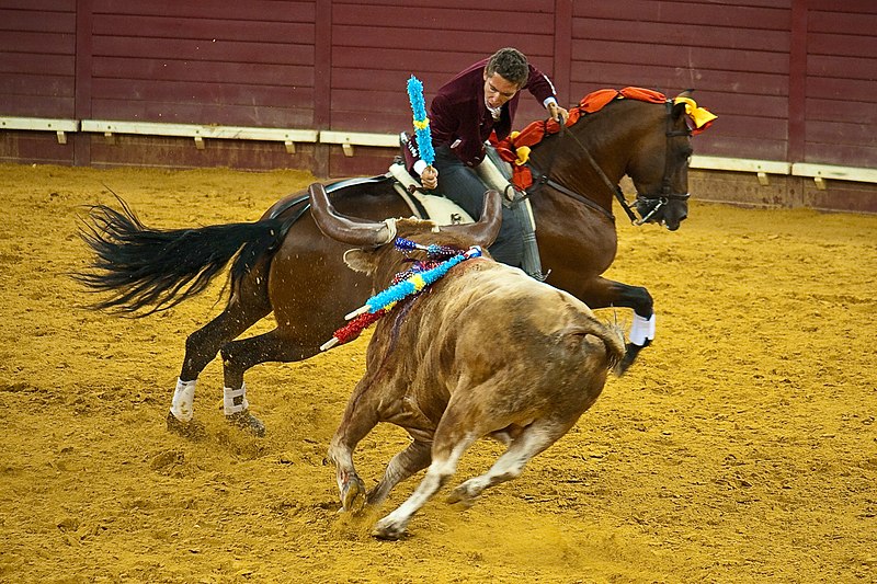 File:Toureiro prestes a espetar umas bandarilhas num Touro no Campo Pequeno.jpg