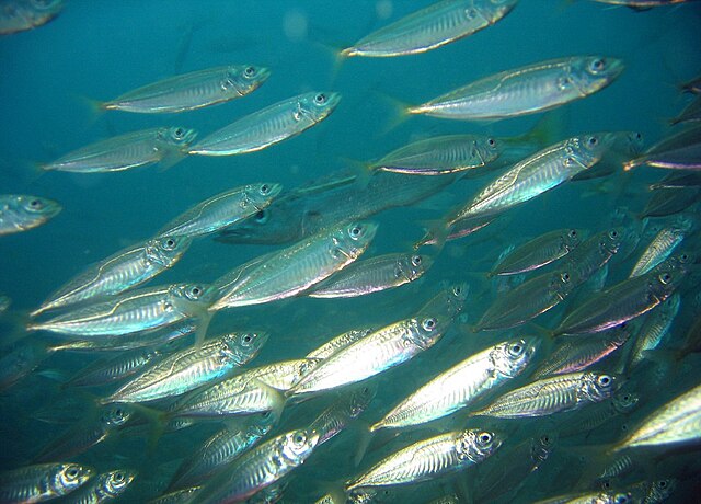 Some species of mackerel migrate in schools for long distances along the coast and other species cross oceans