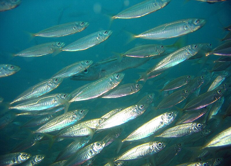 Drift netting for herring in the North Sea autumn 2022