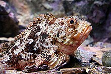 Spiny scorpionfish Trachyscorpia cristulata echinata.jpg