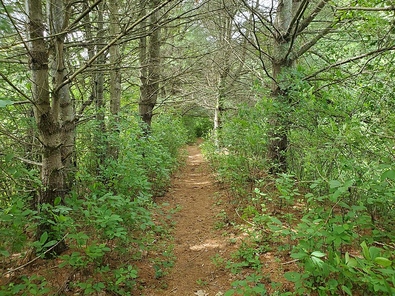 File:Trail on Webster Branch ROW in West Oxford, June 2021.jpg