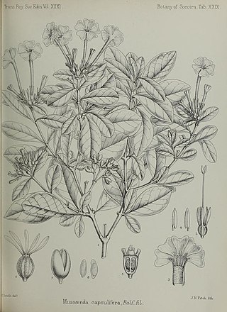 <i>Tamridaea</i> Species of plant