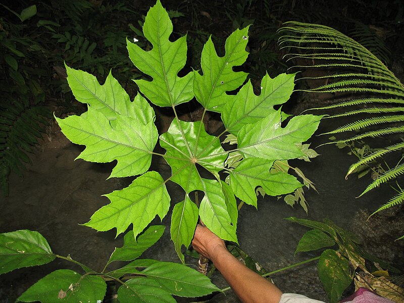 File:Trevesia palmata, Feuilles, Laos.jpg