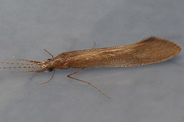 Triaenodes baris