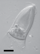 Trichonympha campanula (Trichonymphida)